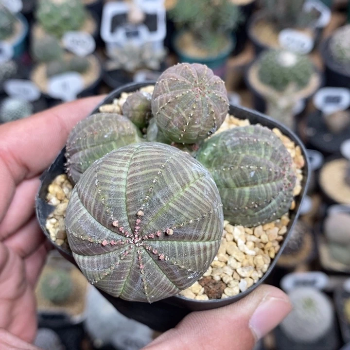 群生布纹球302号7cm