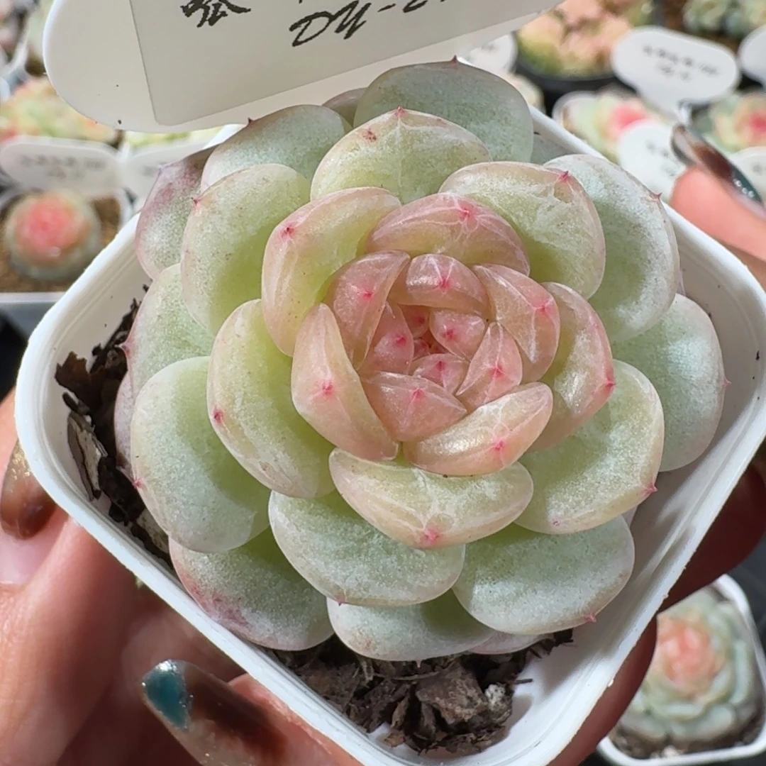 1122-024-芳草一单头