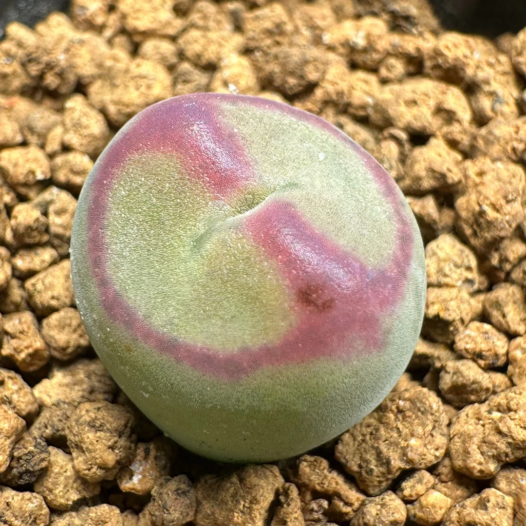 ➋「049-096」肉锥杂交优选 番杏科 多肉植物一物一拍