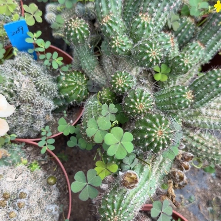 云*雪白檀仙人掌636侧芽一个