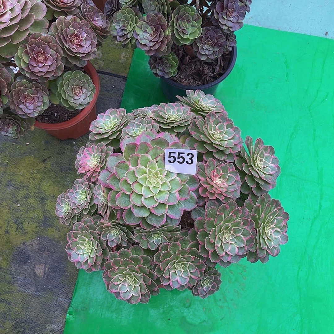多肉水晶莲花000000553