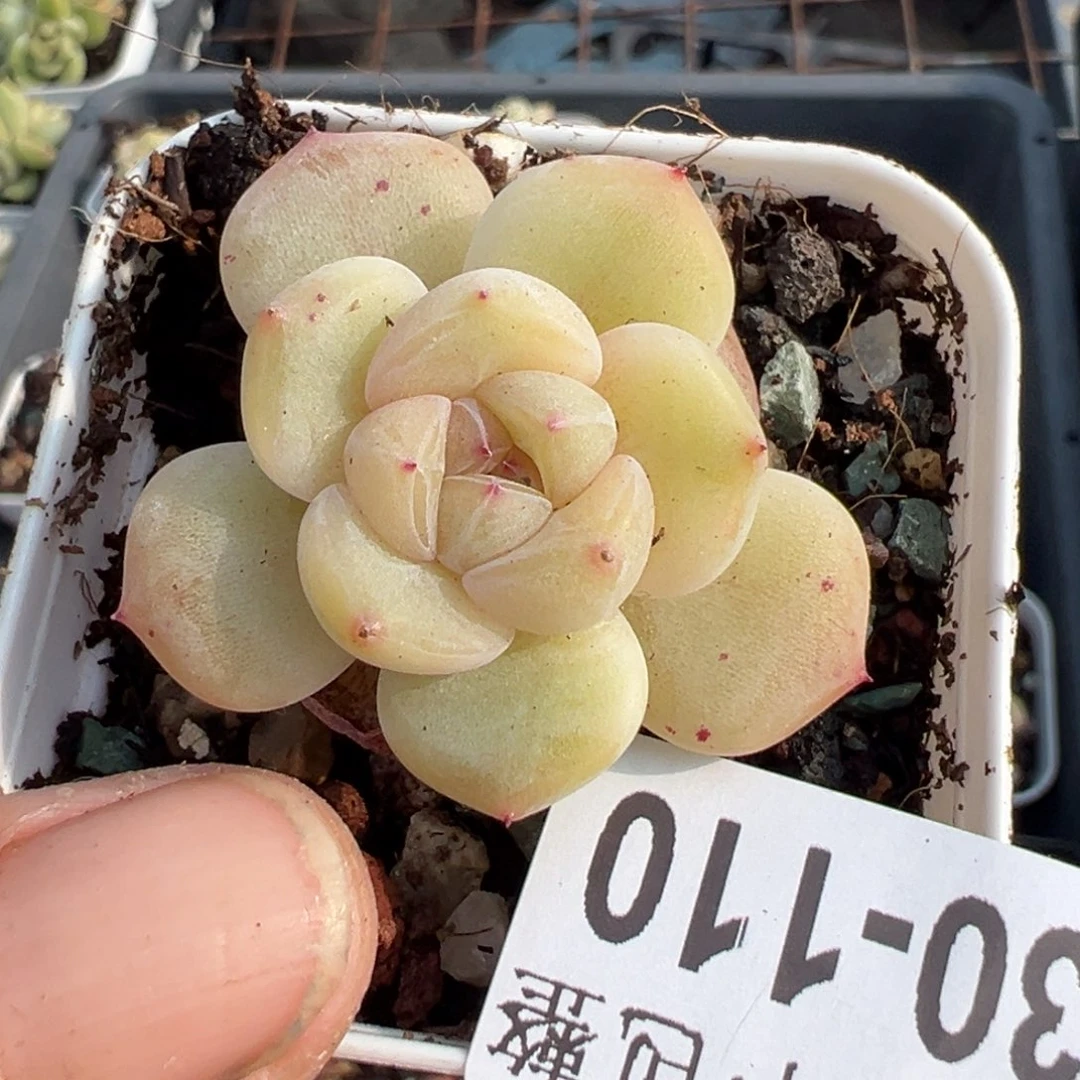 富***鱼小卡拉米糖心一物一拍30-110