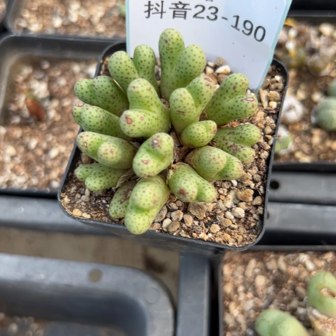 23-190肉锥多肉植物