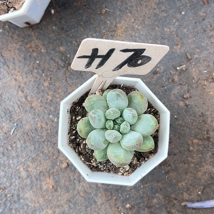 晨语多肉，一物一拍咖啡豆170