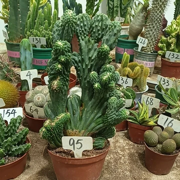 无花朵五指山      30元