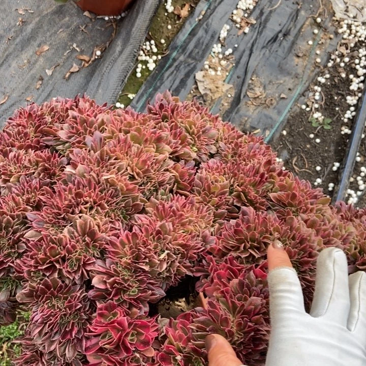 纯**子054变异男神缀化老桩