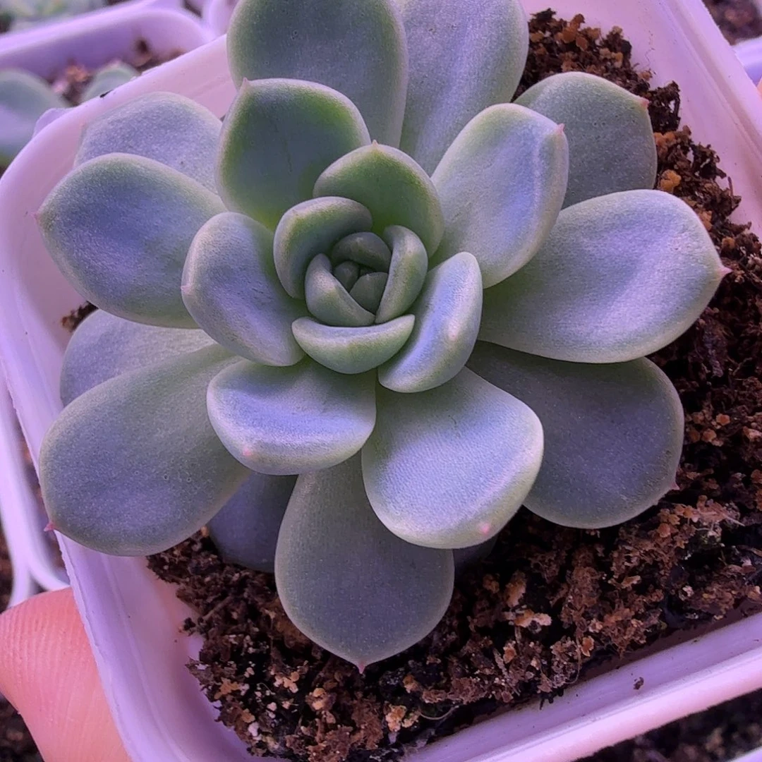 甜心100叶插苗一物一拍