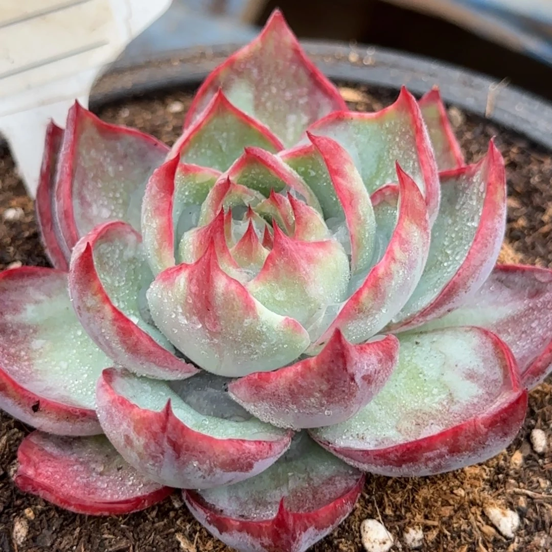 惊鸿一物一拍包装收缩花旱715