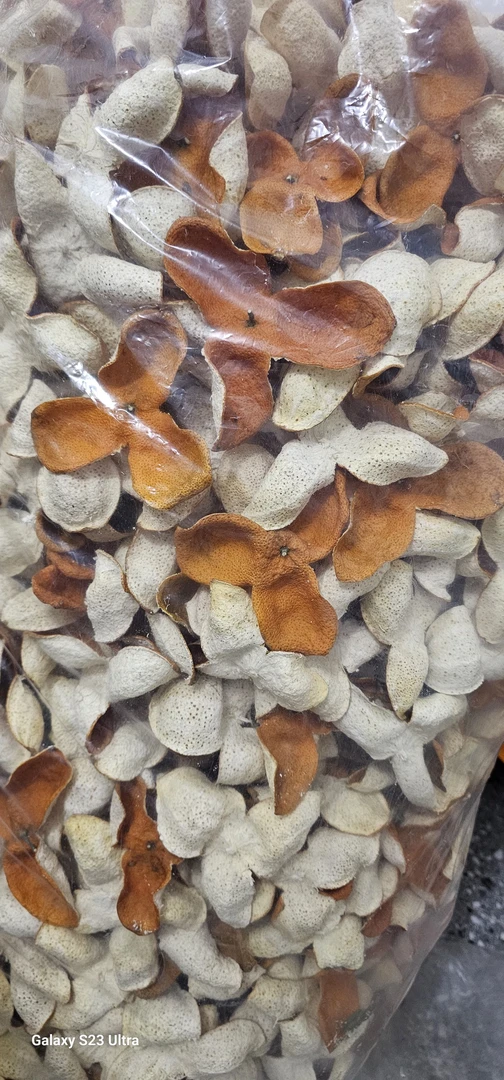 2024年元旦后大红皮