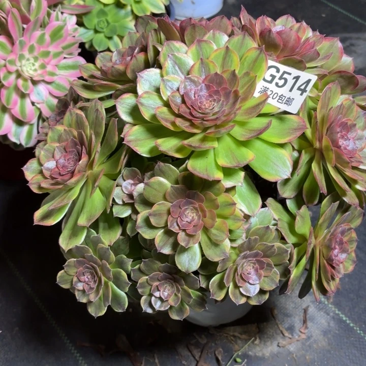 李*瑞妈一物一拍514