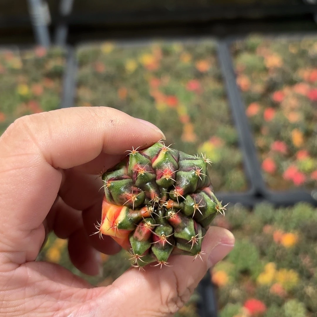 燚***爱泰国米哈实生710-1114