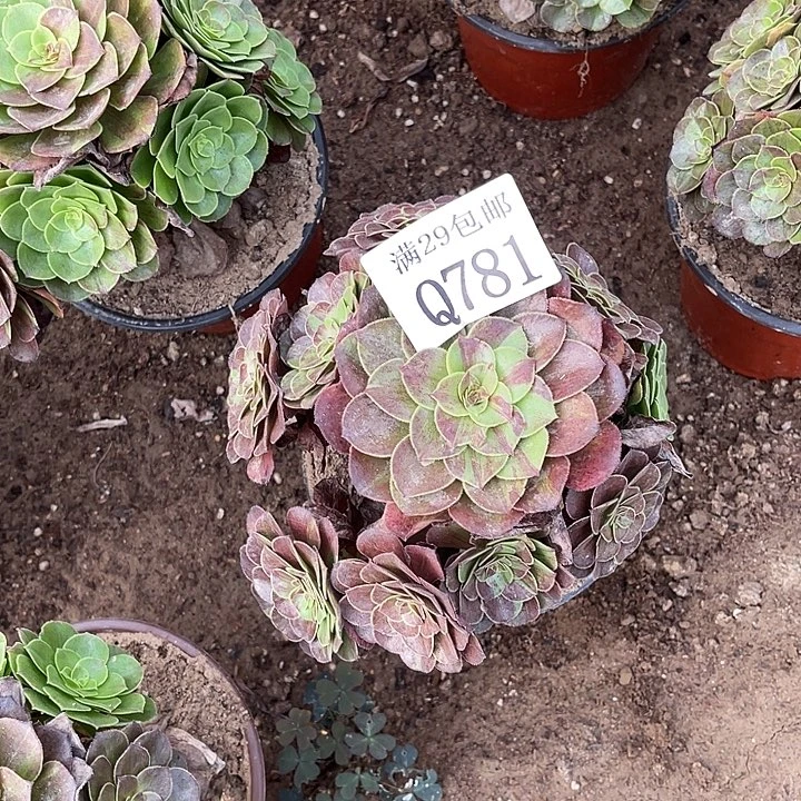 781花月夜多肉植物