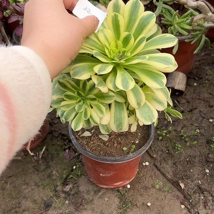 哎*多肉法师植物链接22