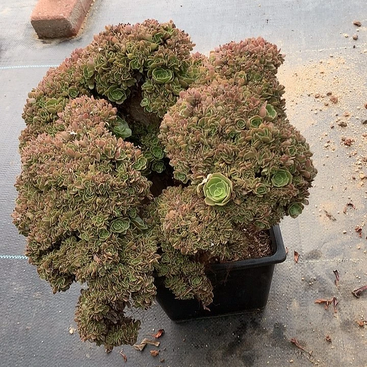玫瑰朵朵脱土发货啊