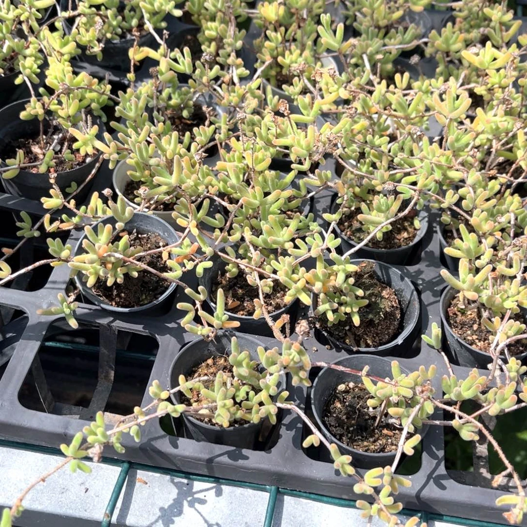 橙叶锦一颗一物一拍满20包邮满26多送一颗