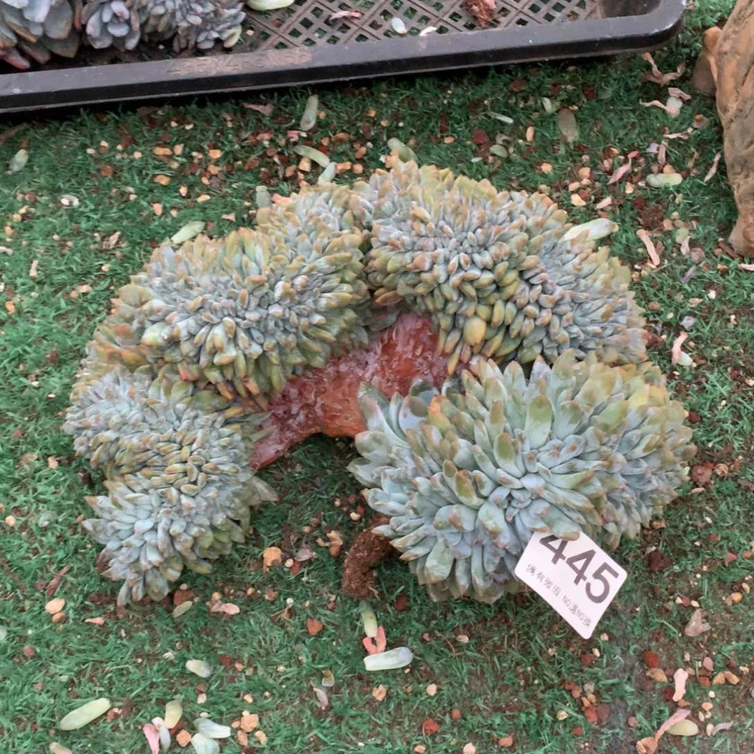 445橙子缀多肉植物