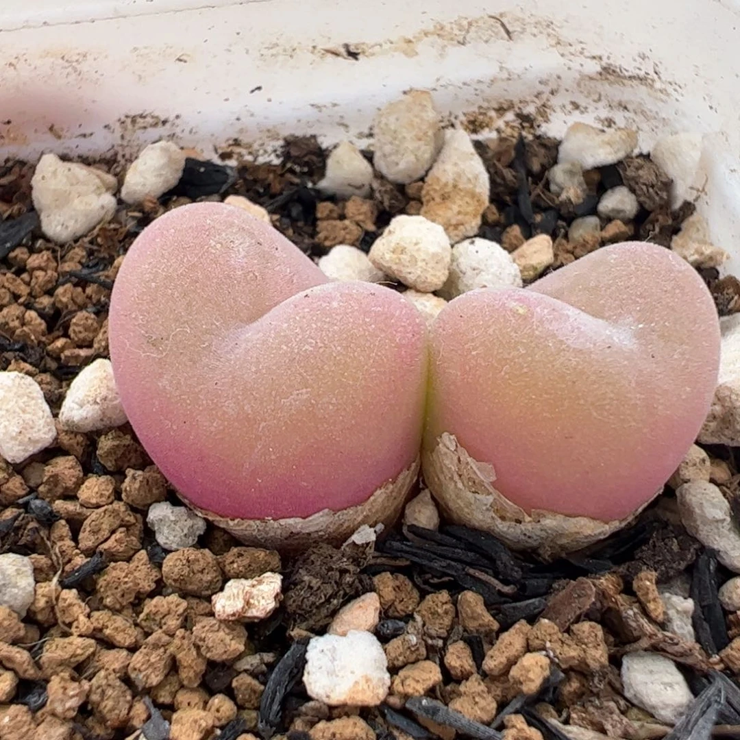 096多肉植物百科