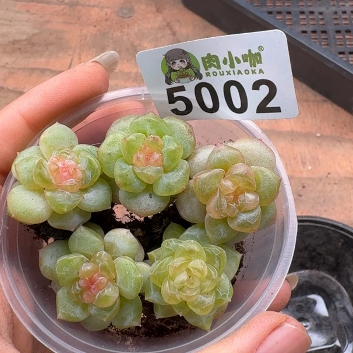 多肉植物多肉植物