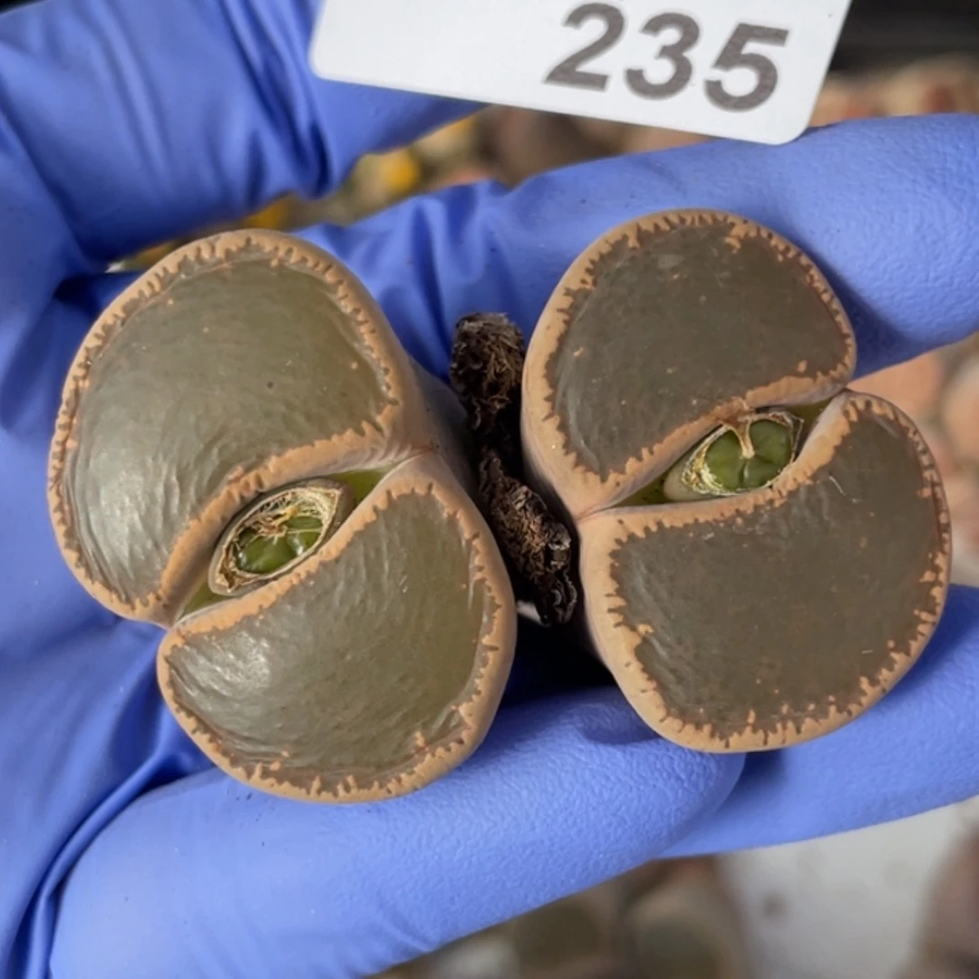 非偏远满20包邮235