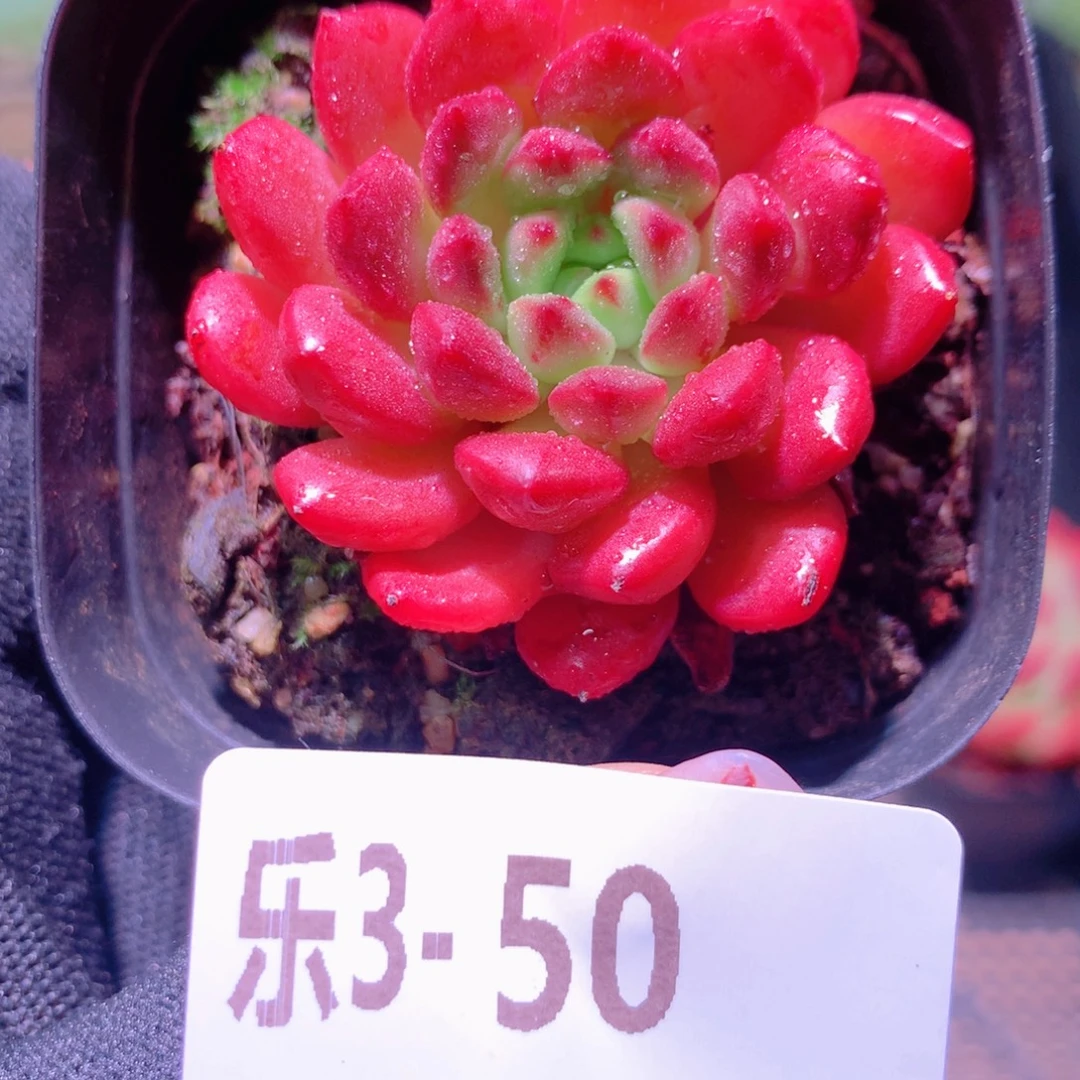 乐然 3-50 红宝石