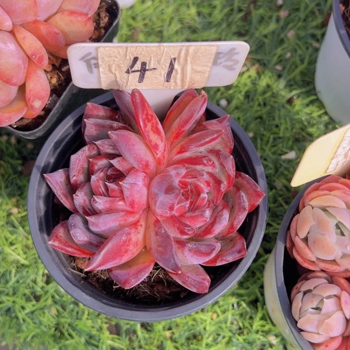 健健康康平平安安