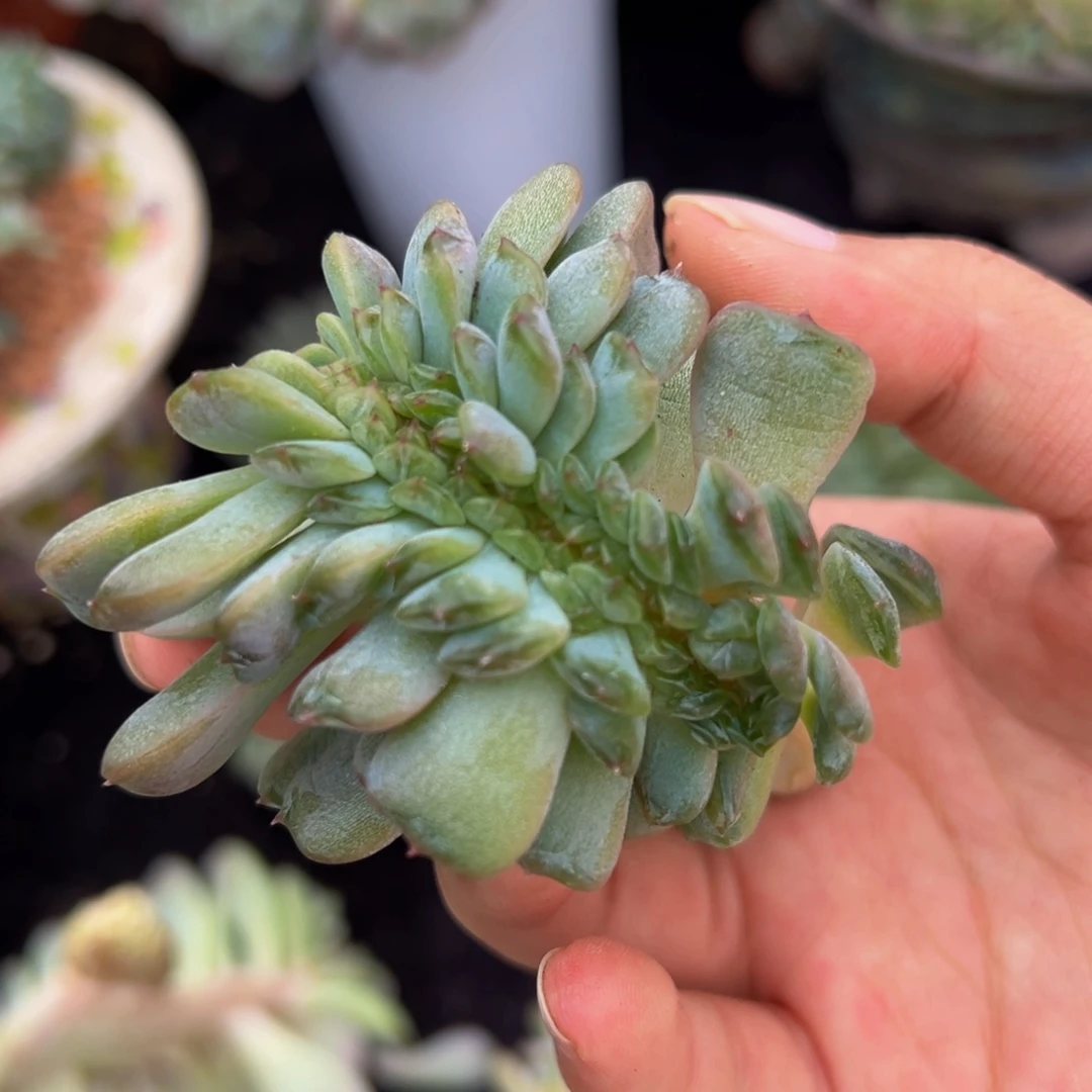 红恋缀化 天天开心