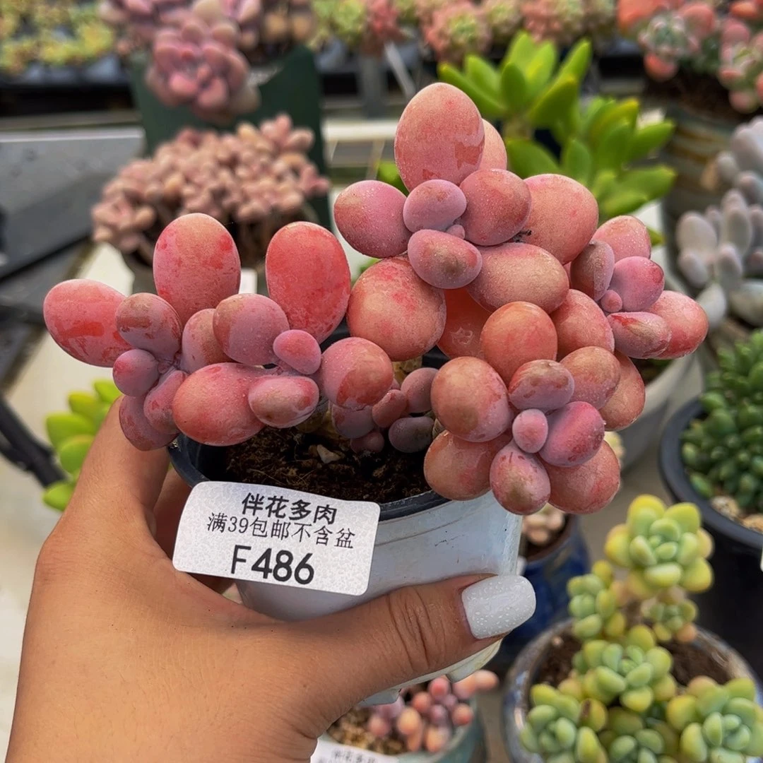 486-糖果桃蛋多肉11cm