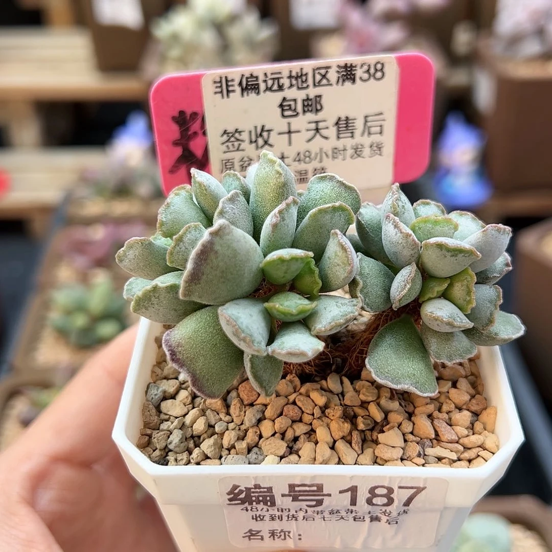 187毛库博多肉植物