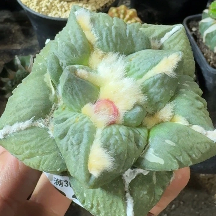 无花朵苗接大尤牡丹833