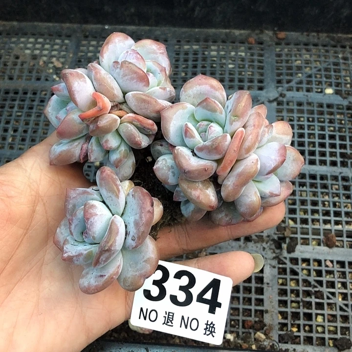 星影石榴籽福利出咯 334