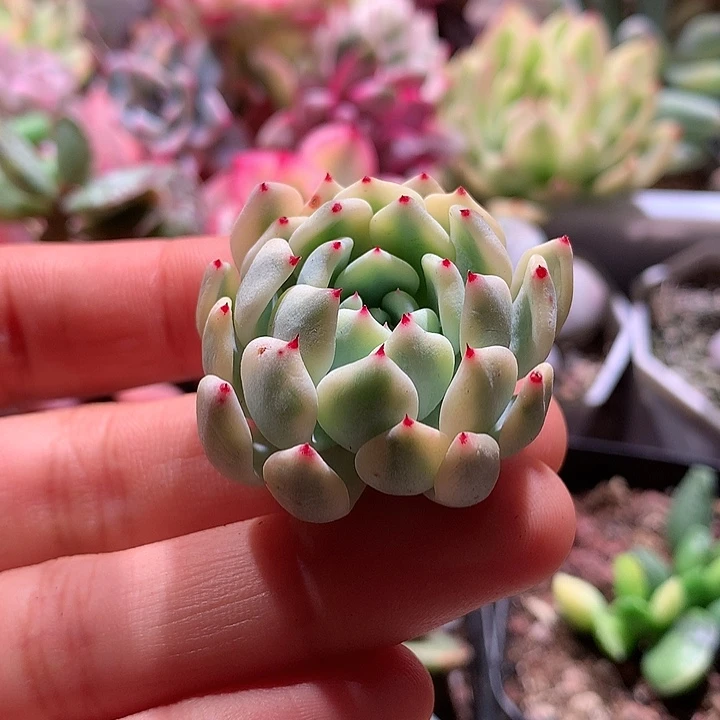 雪爪腹轮锦锦锦锦