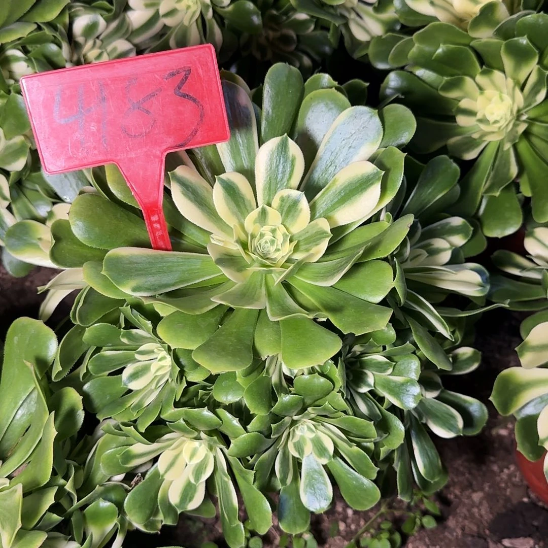 4183辛尼亚多肉法师