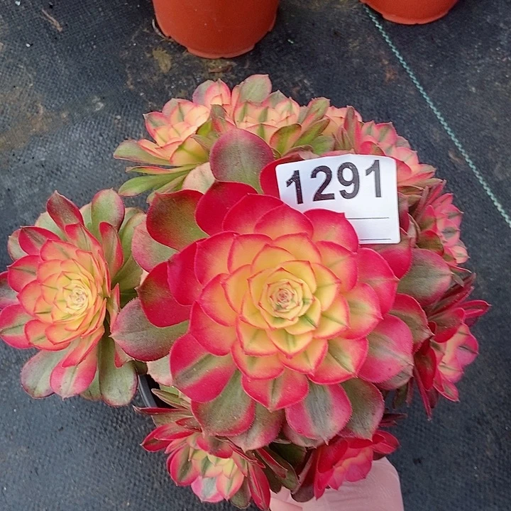 红陶1291荔枝3冠服18