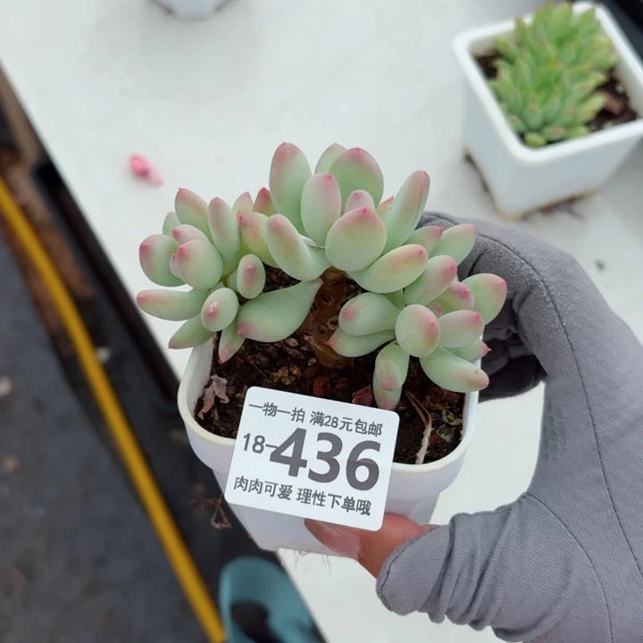 苹果奶无盆土发货多肉多