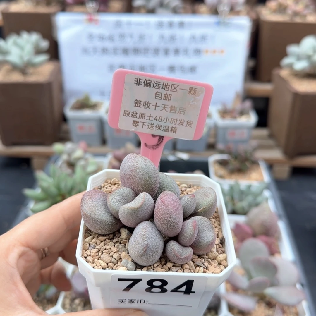 784甜心多肉植物