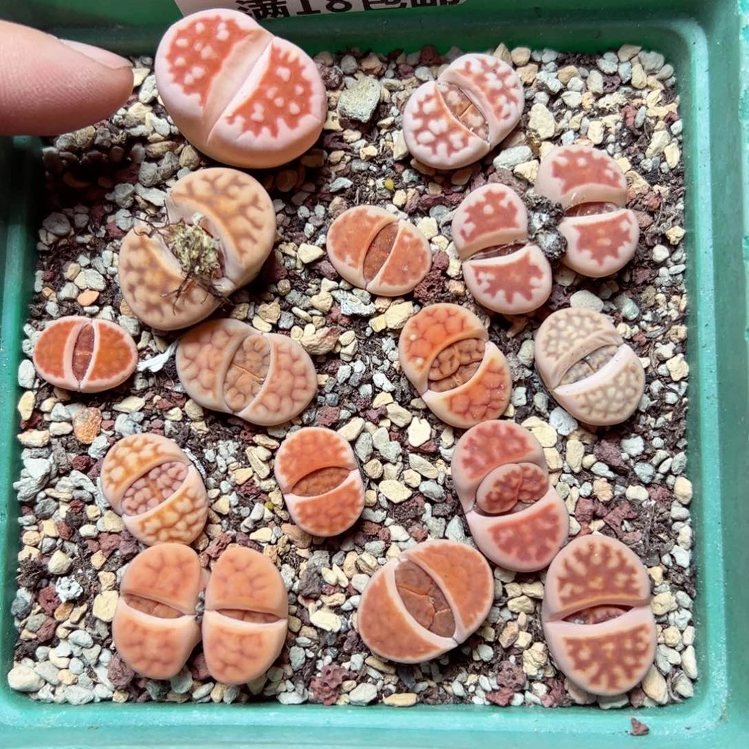 【闪购商品】1375……