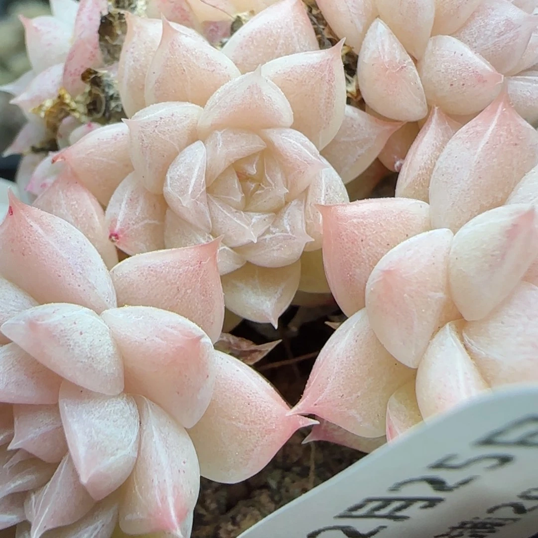 花语逸镜0225-396散