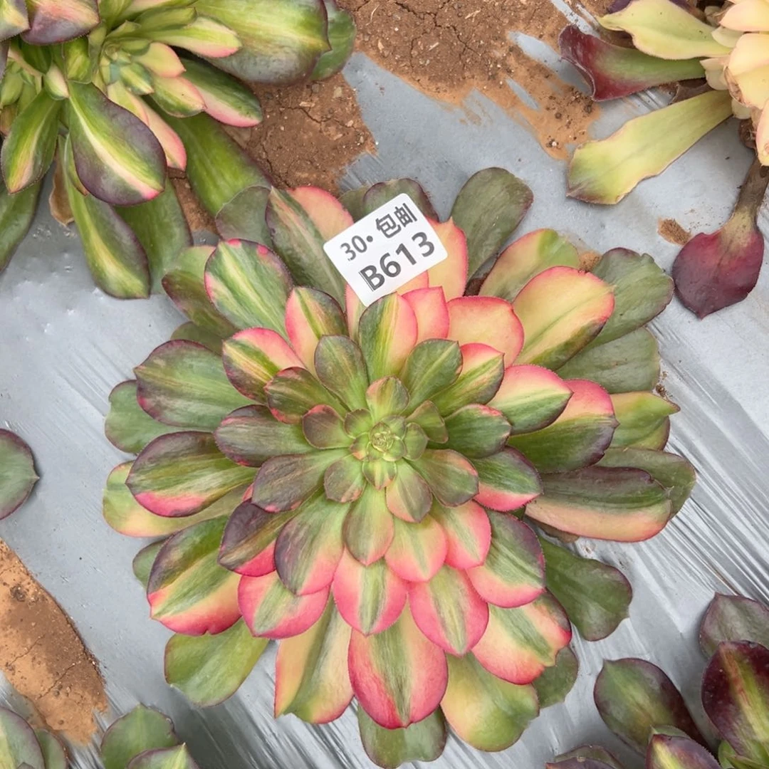 613邵修七彩多肉法师鲜花