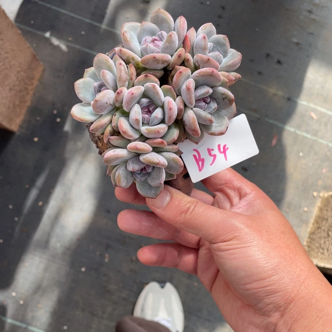 **** B054静好多肉园艺