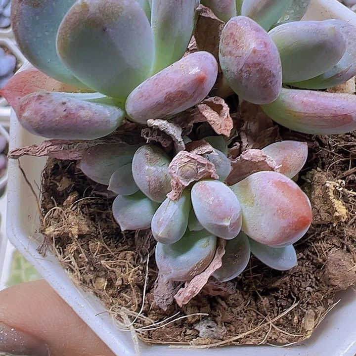 冰美人19包邮多肉植物