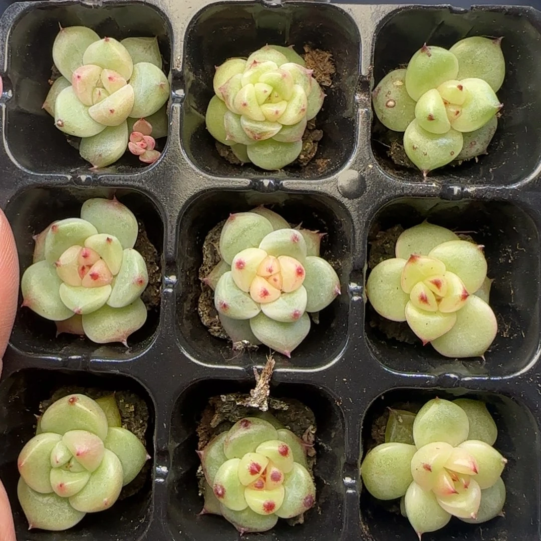 【满29包邮非偏远】424灯泡珍妮九棵特福利