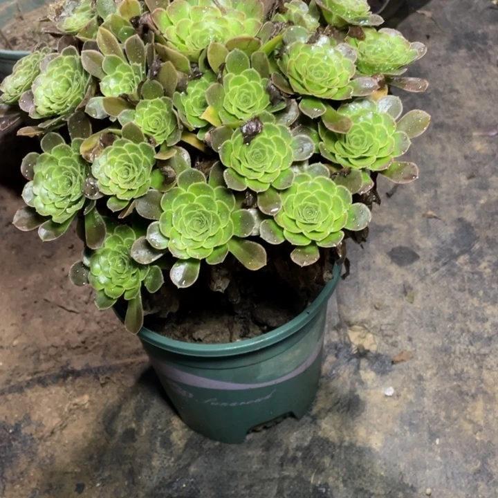 青***墨99五颗青志多肉多肉多肉植物