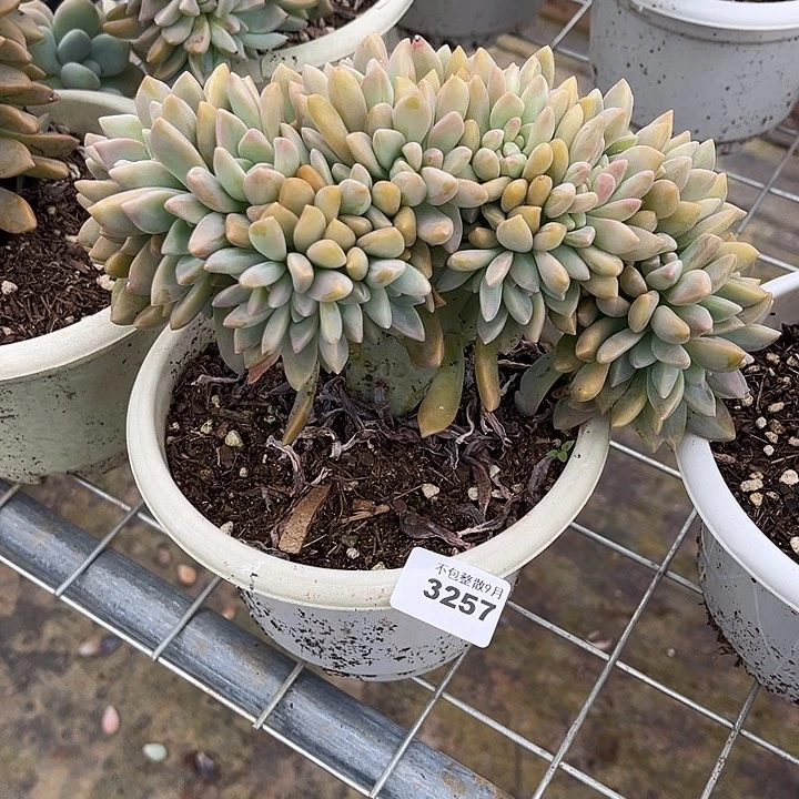 阿雅园艺。         3257淡雪缀