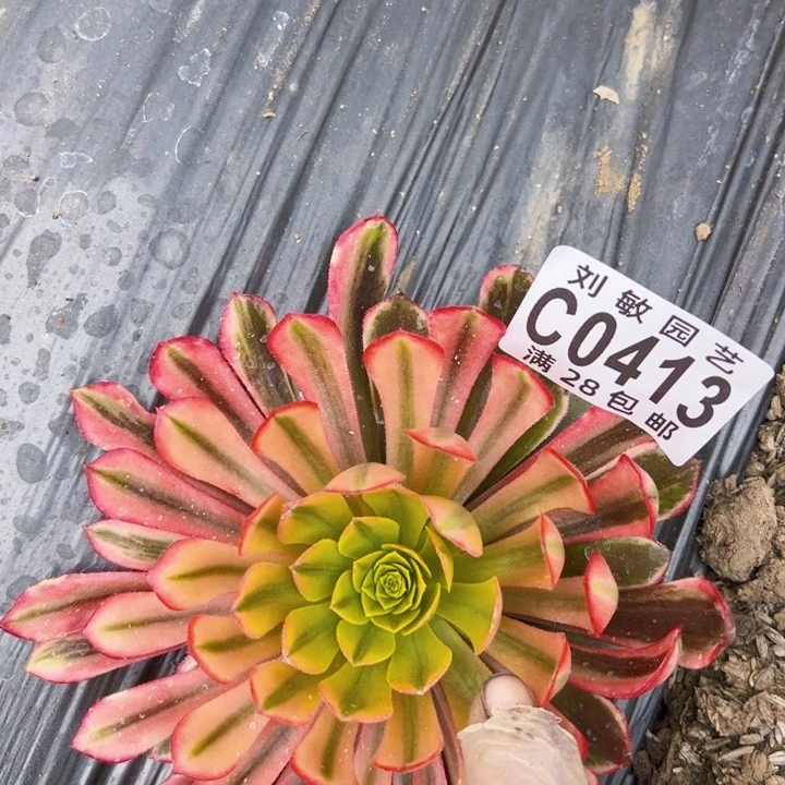 朝霞肉植物法师0413