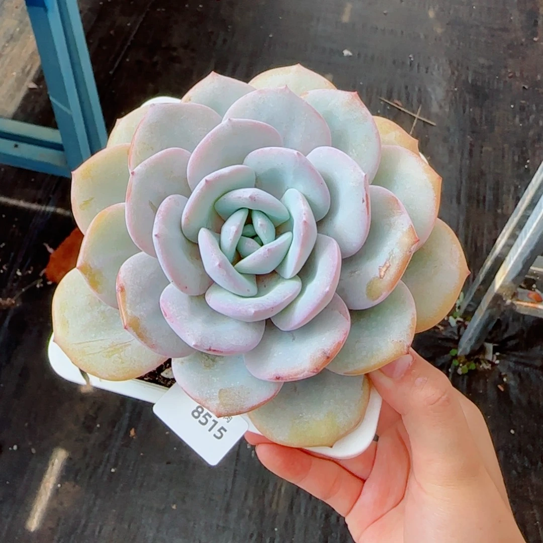 奶茶微瑕，8515多肉植物