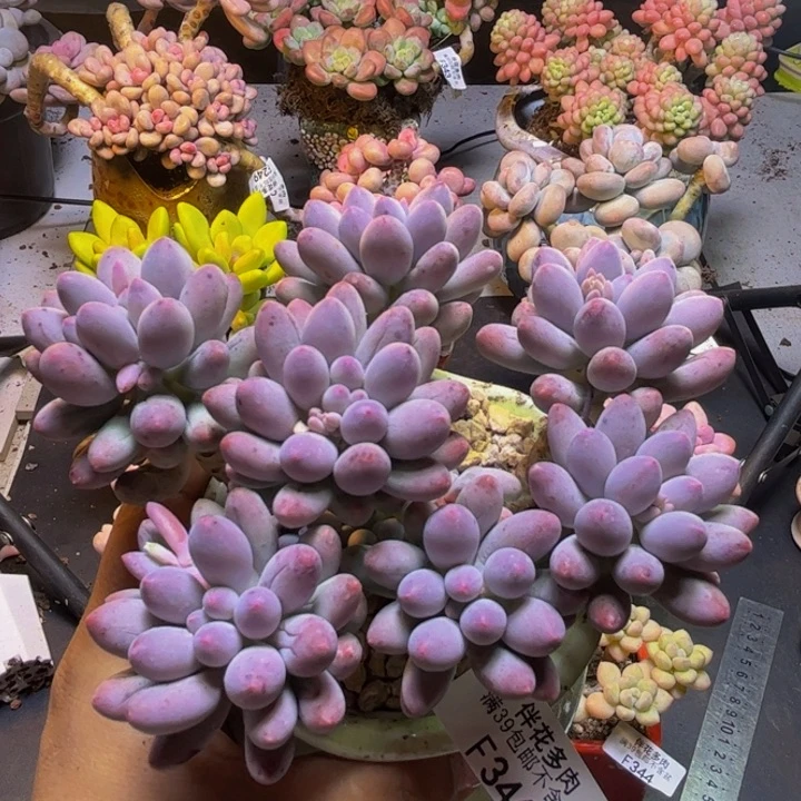 婴儿手指346/10cm多肉