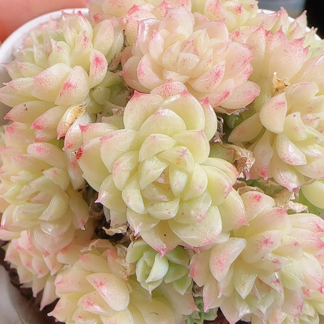 1027-71麦秆优选不包整