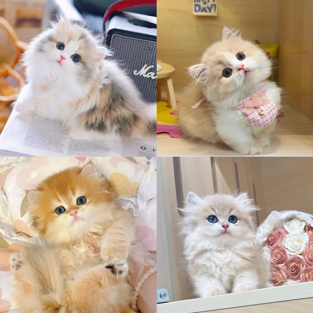 萌芽猫舍猫咪活体专属链接