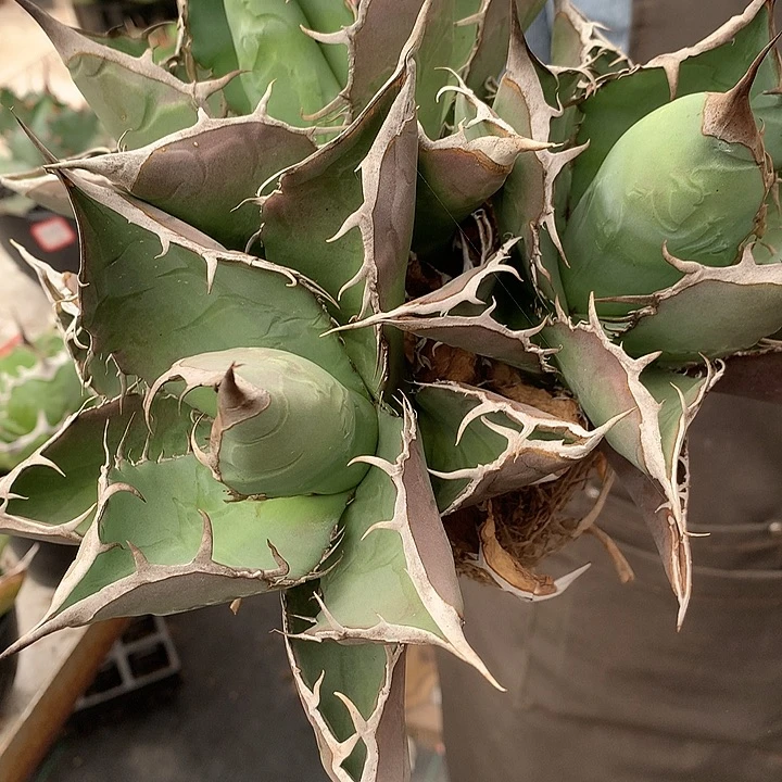 石****景3头魔爪66666666666666