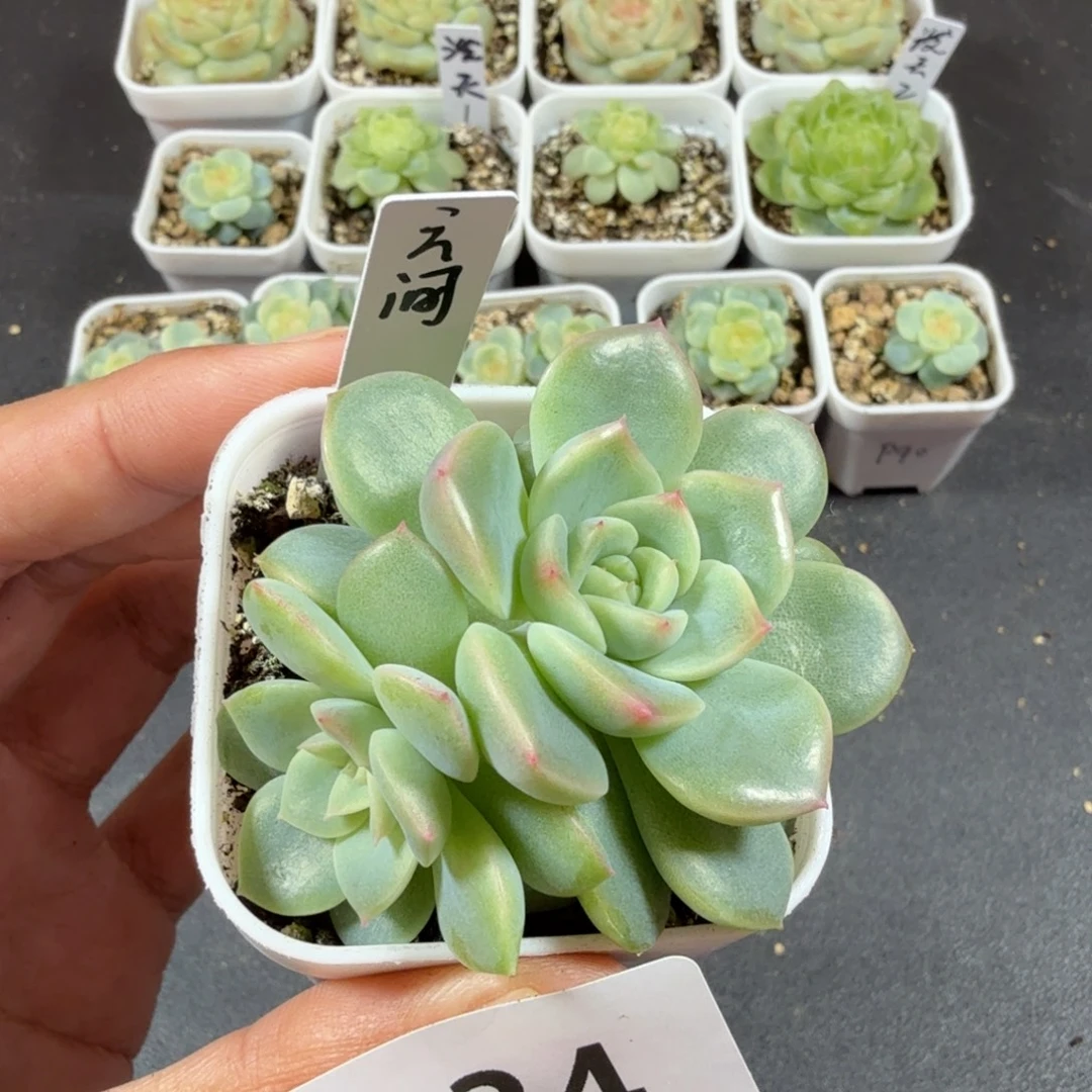 甜心云间双头一物一拍134